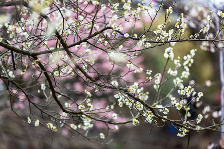 万向平台：雪花纯生啤酒“寻找王码，整箱必中”扫码有喜！引领夏日狂欢新风尚！